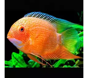 Cichlasoma Heros Severum Red Spotted