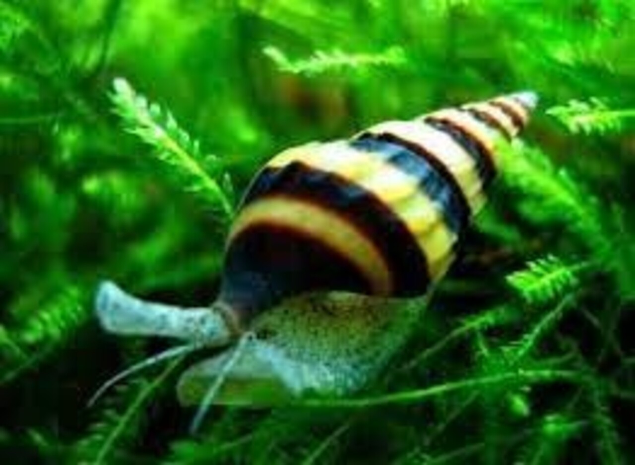 Anentome Helena Anentome Helena