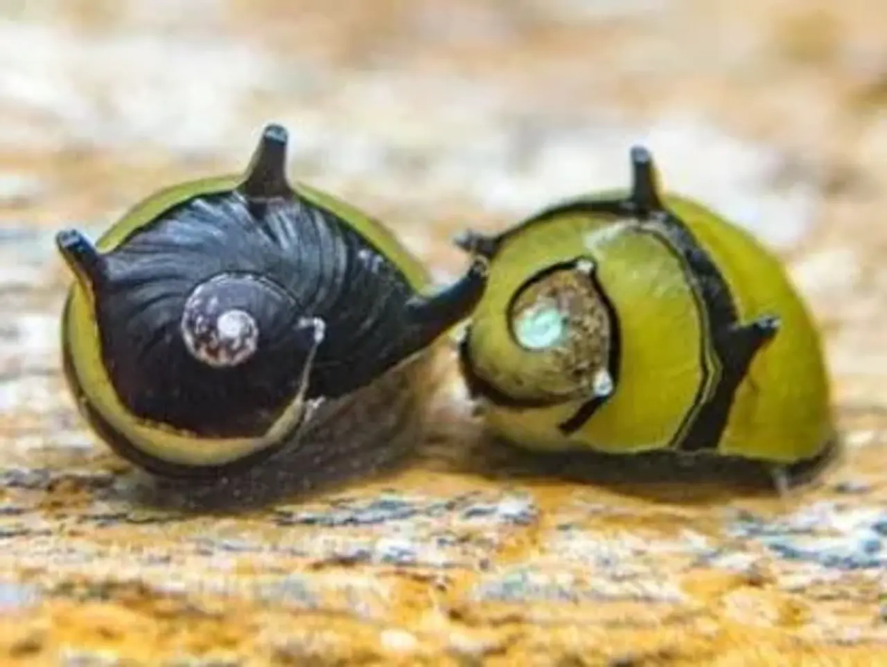 Neritina Bumble Horn Snail