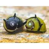Neritina Bumble Horn Snail Neritina Bumble Horn Snail