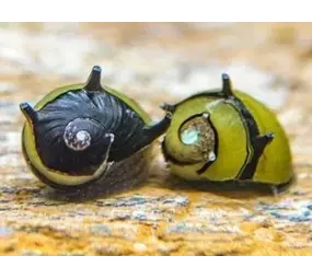 Neritina Bumble Horn Snail