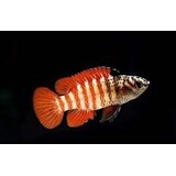 Dario Spec. Black Tiger