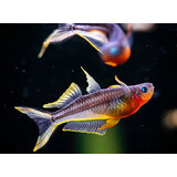 Pseudomugil Furcatus Pseudomugil Furcatus