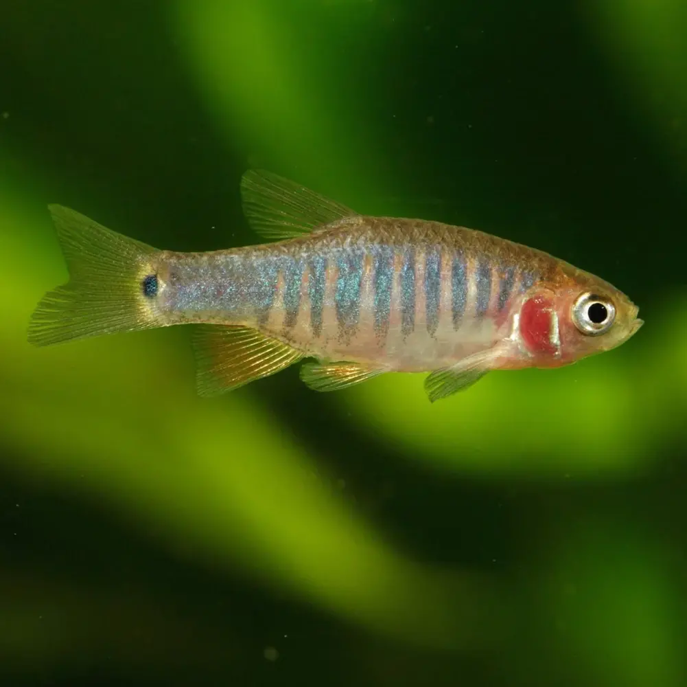 Microrasbora Erythromicron Microrasbora Erythromicron