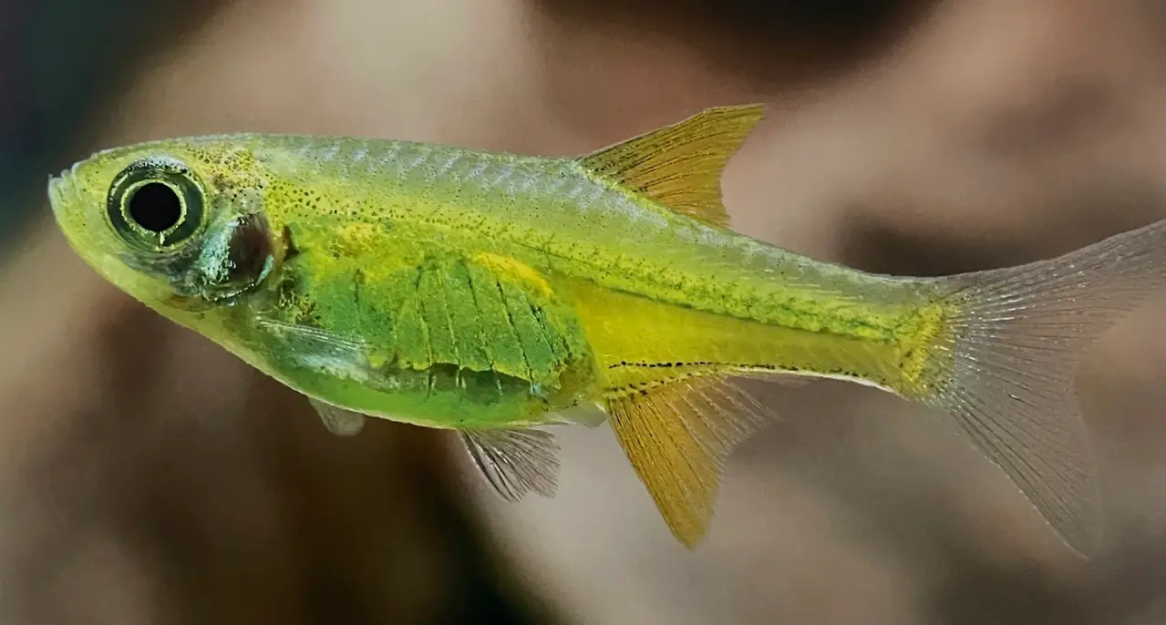 Microrasbora Kubotai Microrasbora Kubotai