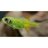 Microrasbora Kubotai Microrasbora Kubotai