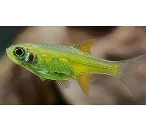 Microrasbora Kubotai Microrasbora Kubotai