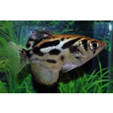 Toxodus Blythii Toxodus Blythii