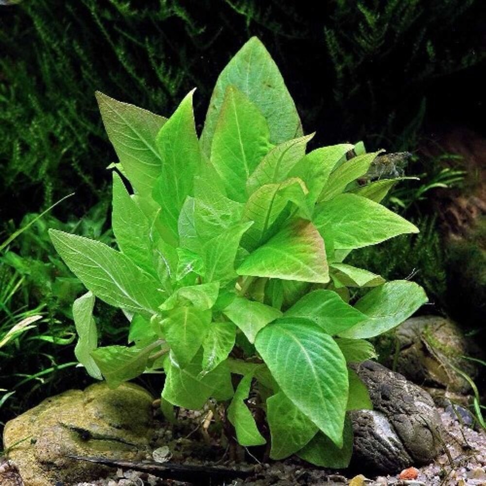 Moerings Hygrophila Corymbosa Parvifolia Pot Moerings Hygrophila Corymbosa Parvifolia Pot