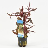 Moerings Alternanthera Sessilis Pot