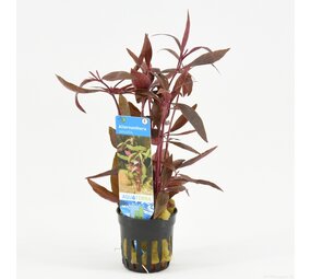 Moerings Alternanthera Sessilis Pot