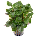 Moerings Lobelia Cardinalis pot Moerings Lobelia Cardinalis pot