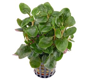 Moerings Lobelia Cardinalis pot Moerings Lobelia Cardinalis pot