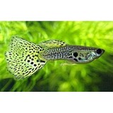 Poecilia Reticulata yellow king cobra Poecilia Reticulata yellow king cobra