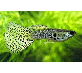 Poecilia Reticulata yellow king cobra