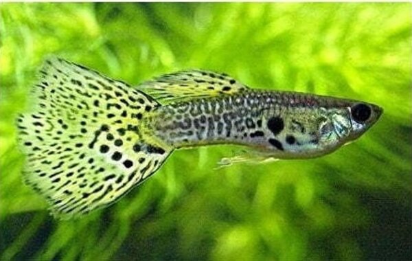 Poecilia Reticulata yellow king cobra