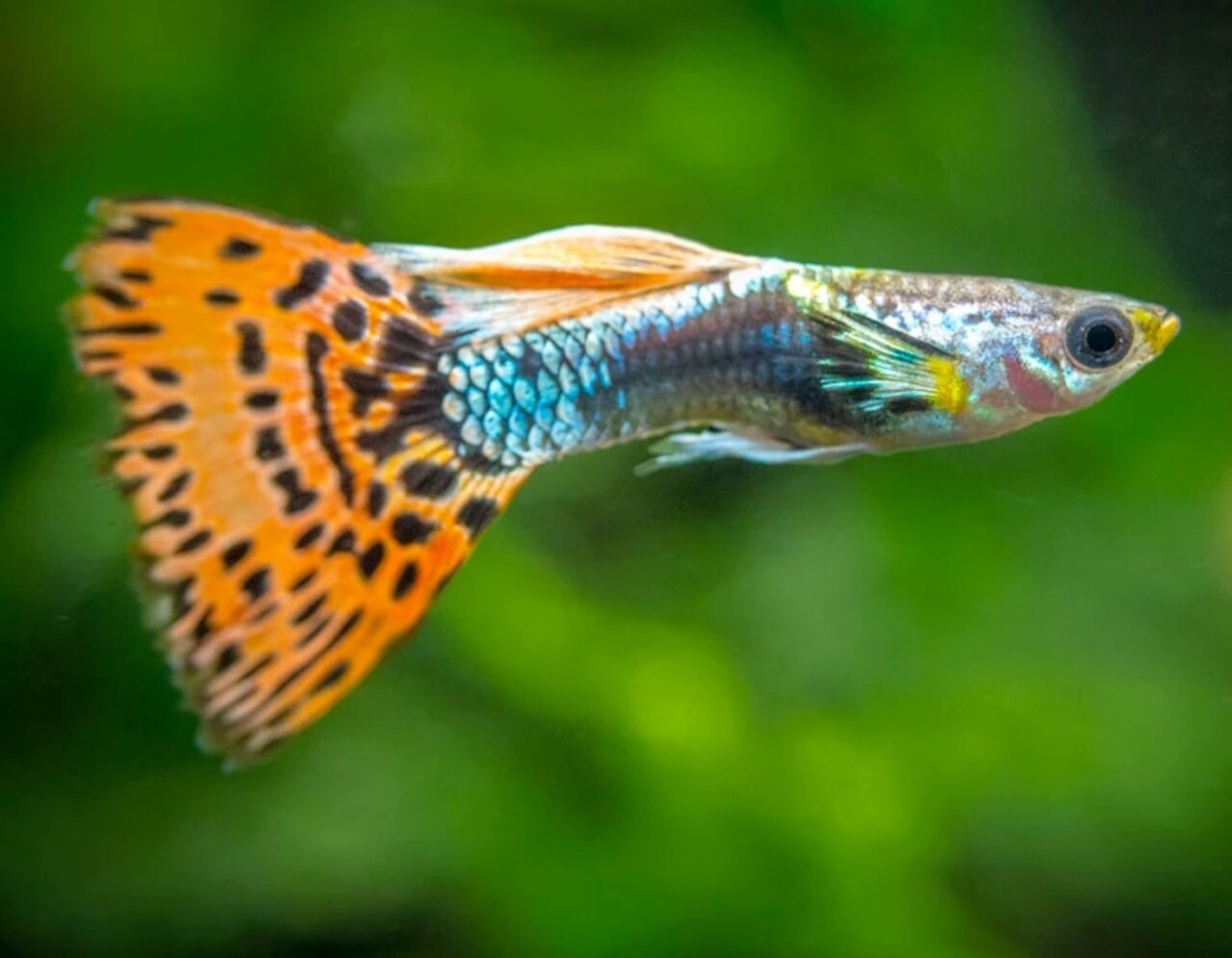 Poecilia Reticulata mosaic red