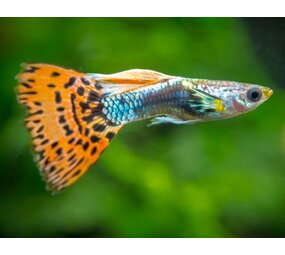 Poecilia Reticulata mosaic red