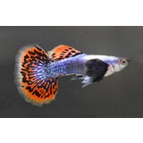 Poecilia Reticulata cobra flower tail dombo