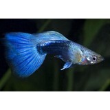 Poecilia Reticulata neon blauw