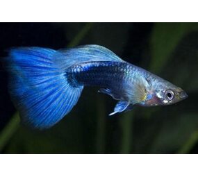 Poecilia Reticulata neon blauw Poecilia Reticulata neon blauw