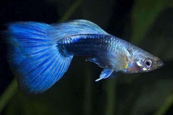 Poecilia Reticulata neon blauw Poecilia Reticulata neon blauw