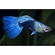 Poecilia Reticulata neon blauw Poecilia Reticulata neon blauw