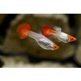 Poecilia Reticulata koi