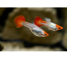 Poecilia Reticulata koi Poecilia Reticulata koi