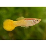 Poecilia Reticulata geel