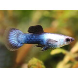 Poecilia endler panda