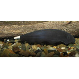 Apteronotus Albifrons