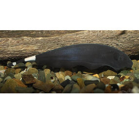 Apteronotus Albifrons