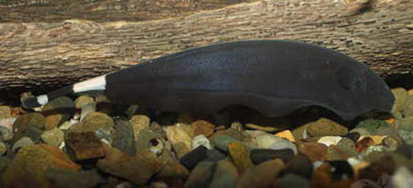 Apteronotus Albifrons Apteronotus Albifrons