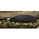 Apteronotus Albifrons Apteronotus Albifrons
