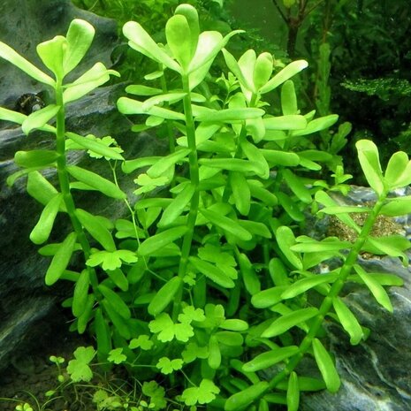 Moerings Bacopa Crenata Pot