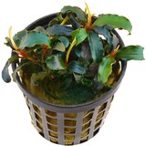 Moerings Bucephalandra Biblis Rood pot