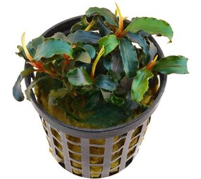 Moerings Bucephalandra Biblis Rood pot Moerings Bucephalandra Biblis Rood pot