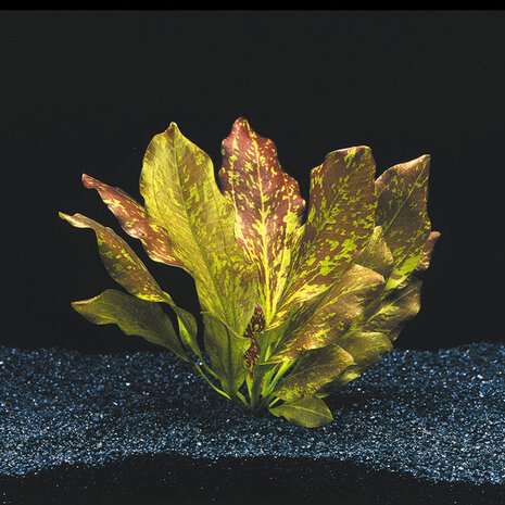 Moerings Echinodorus Chocolate Marble Pot Moerings Echinodorus Chocolate Marble Pot