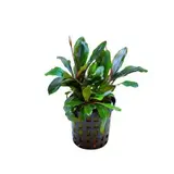 Moerings Bucephalandra Theia Green Pot