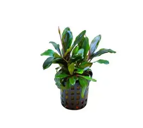 Moerings Bucephalandra Theia Green Pot Moerings Bucephalandra Theia Green Pot