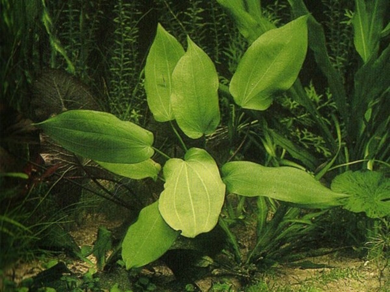 Moerings Echinodorus Impaii Moerings Echinodorus Impaii