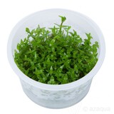 Moerings Gratiola Viscidula In Vitro