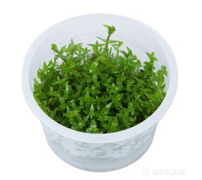 Moerings Gratiola Viscidula In Vitro Moerings Gratiola Viscidula In Vitro