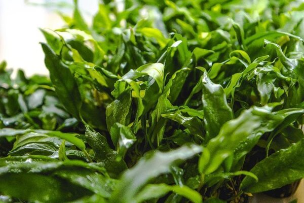 Moerings Anubias Minima Moerings Anubias Minima