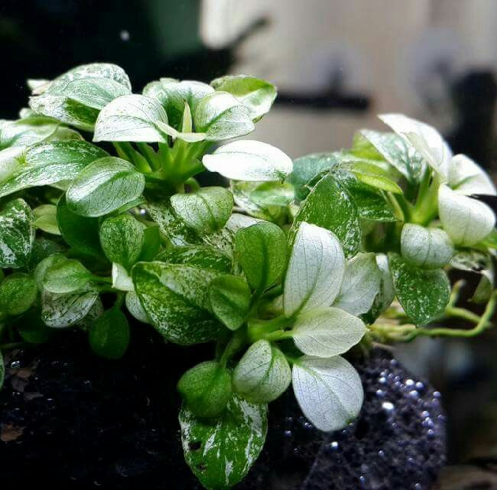 Moerings Anubias Barteri Var. Nana Pinto