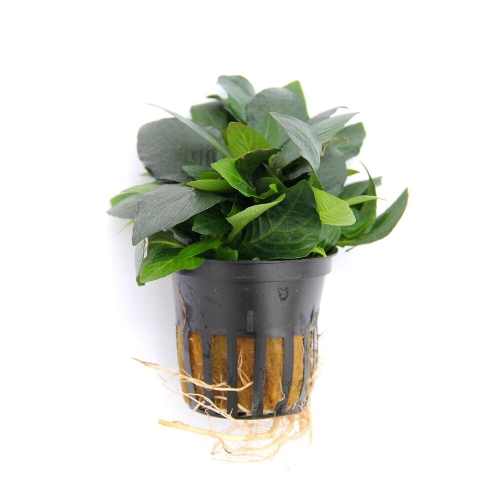 Moerings Hygrophila Corymbosa Parvifolia Pot Moerings Hygrophila Corymbosa Parvifolia Pot