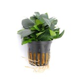 Moerings Hygrophila Corymbosa Parvifolia Pot Moerings Hygrophila Corymbosa Parvifolia Pot