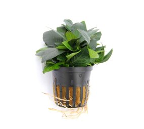 Moerings Hygrophila Corymbosa Parvifolia Pot Moerings Hygrophila Corymbosa Parvifolia Pot