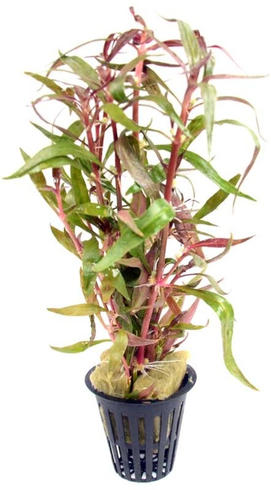 Moerings Alternanthera Rosaefolia pot Moerings Alternanthera Rosaefolia pot